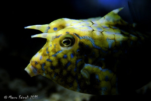 Close-up portrait of juvenile horned boxfish  (Lactoria c... by Marco Faimali 